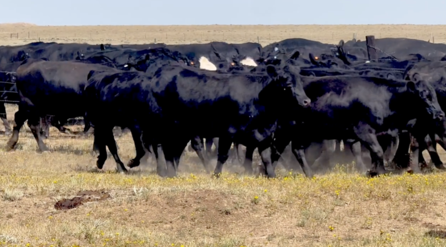 109 Head of March 1-31 calving BRED HEIFERS! -BH828C5